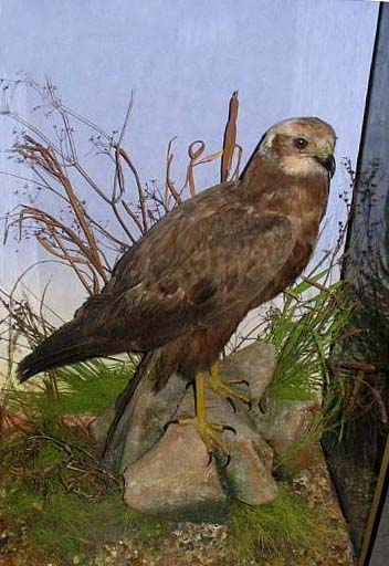 casedmarshharrier[1].jpg